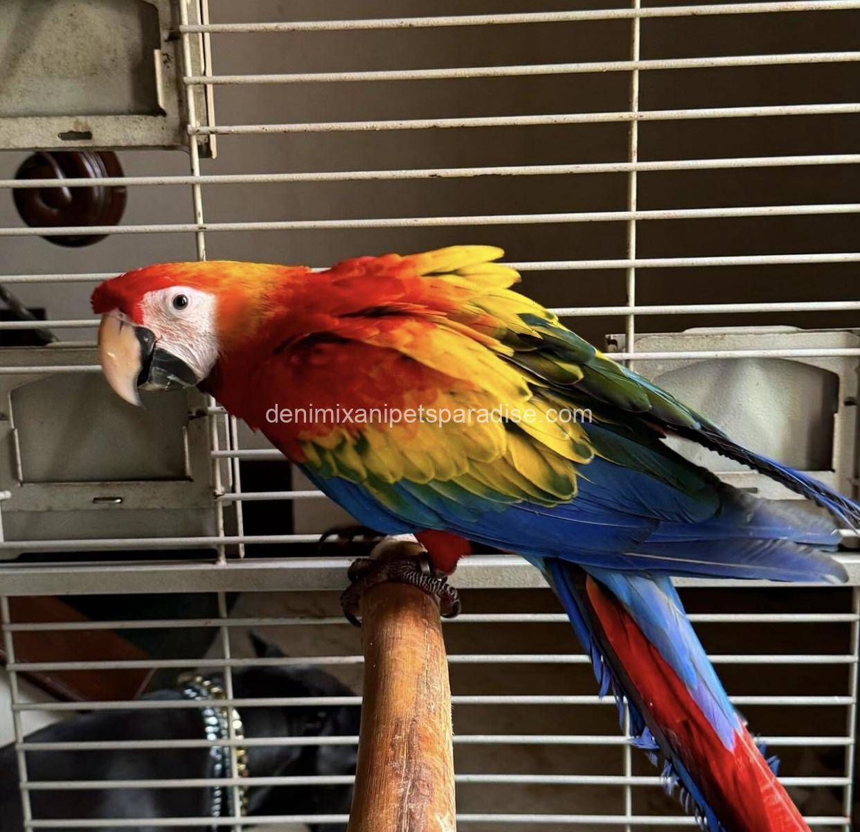 Scarlet macaw baby 3 Scarlet macaw baby - Image 3