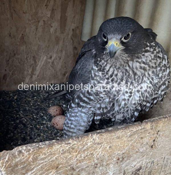 Fertile Falcon Eggs - Image 4