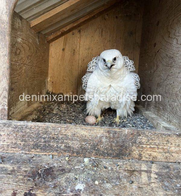 Fertile Falcon Eggs - Image 2