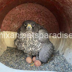 Fertile Falcon Eggs
