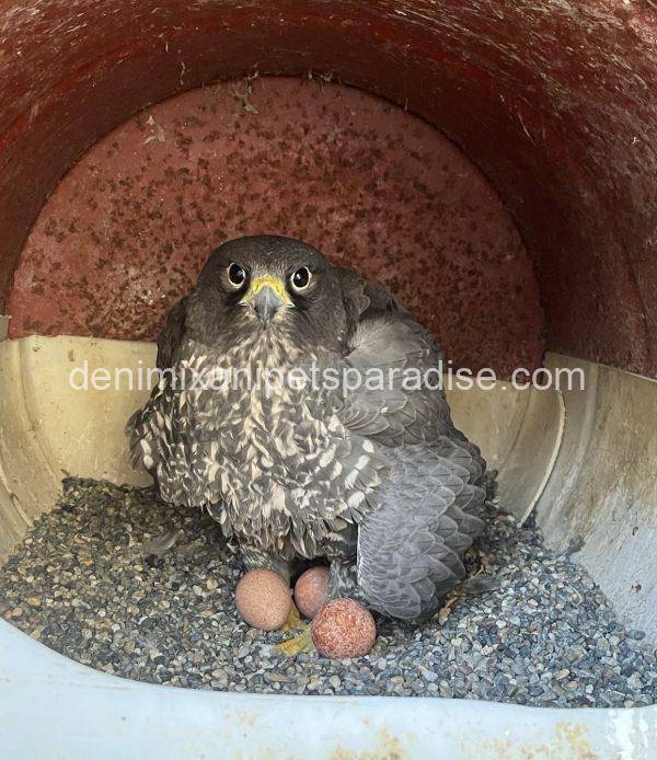 Fertile Falcon Eggs