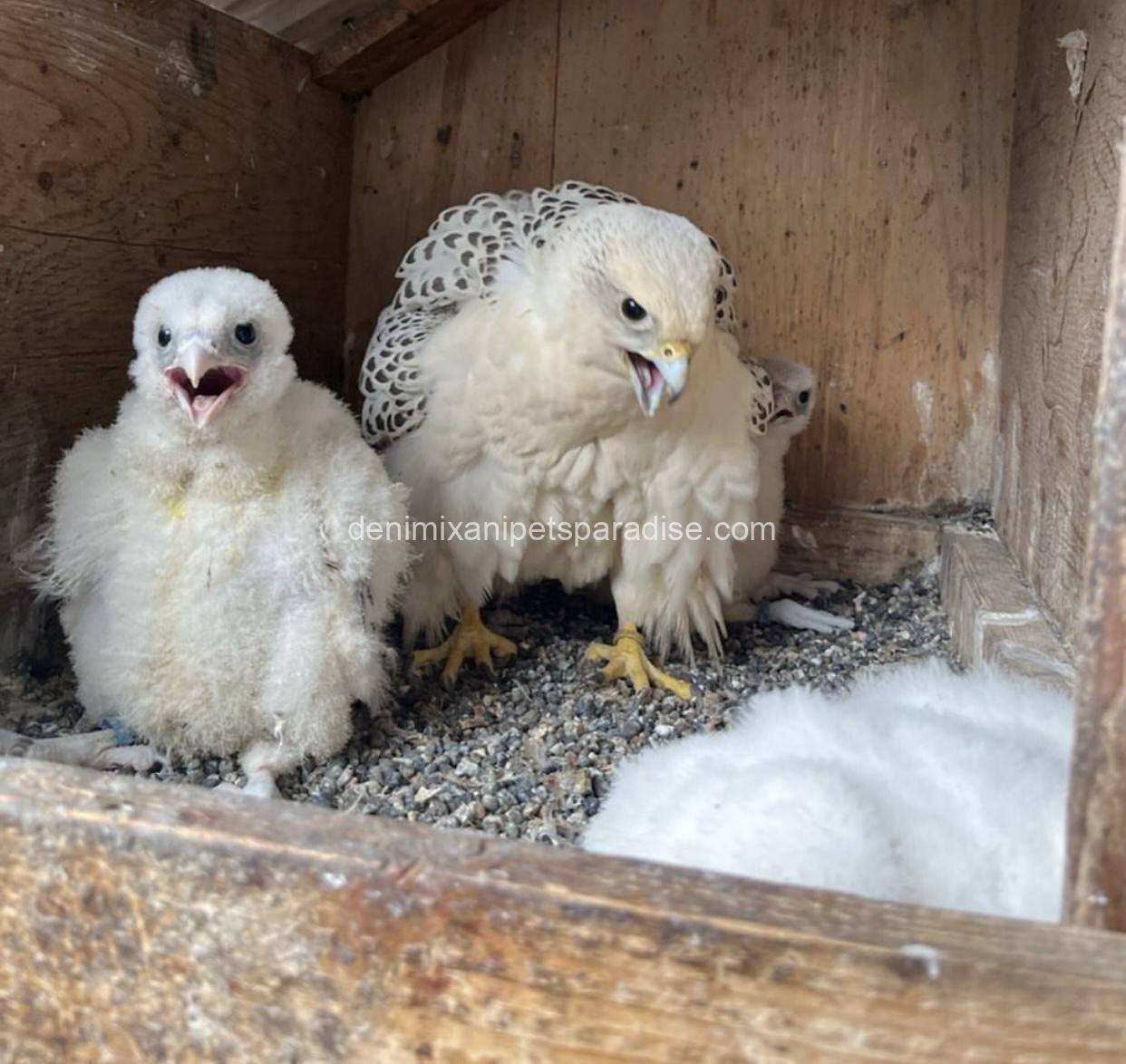Gry Falcons babies 4 Gry Falcons babies - Image 4