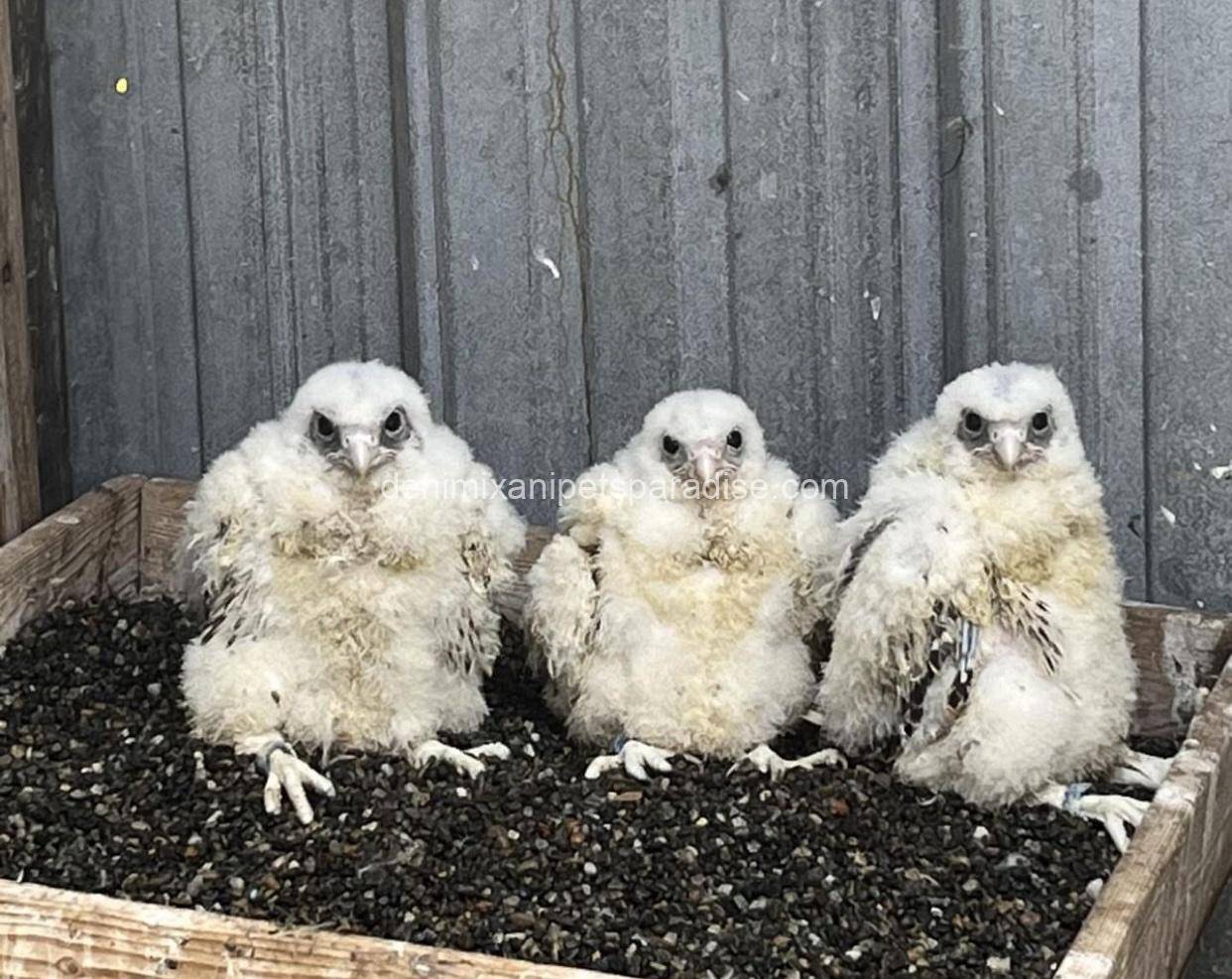 Gry Falcons babies 3 Gry Falcons babies - Image 3