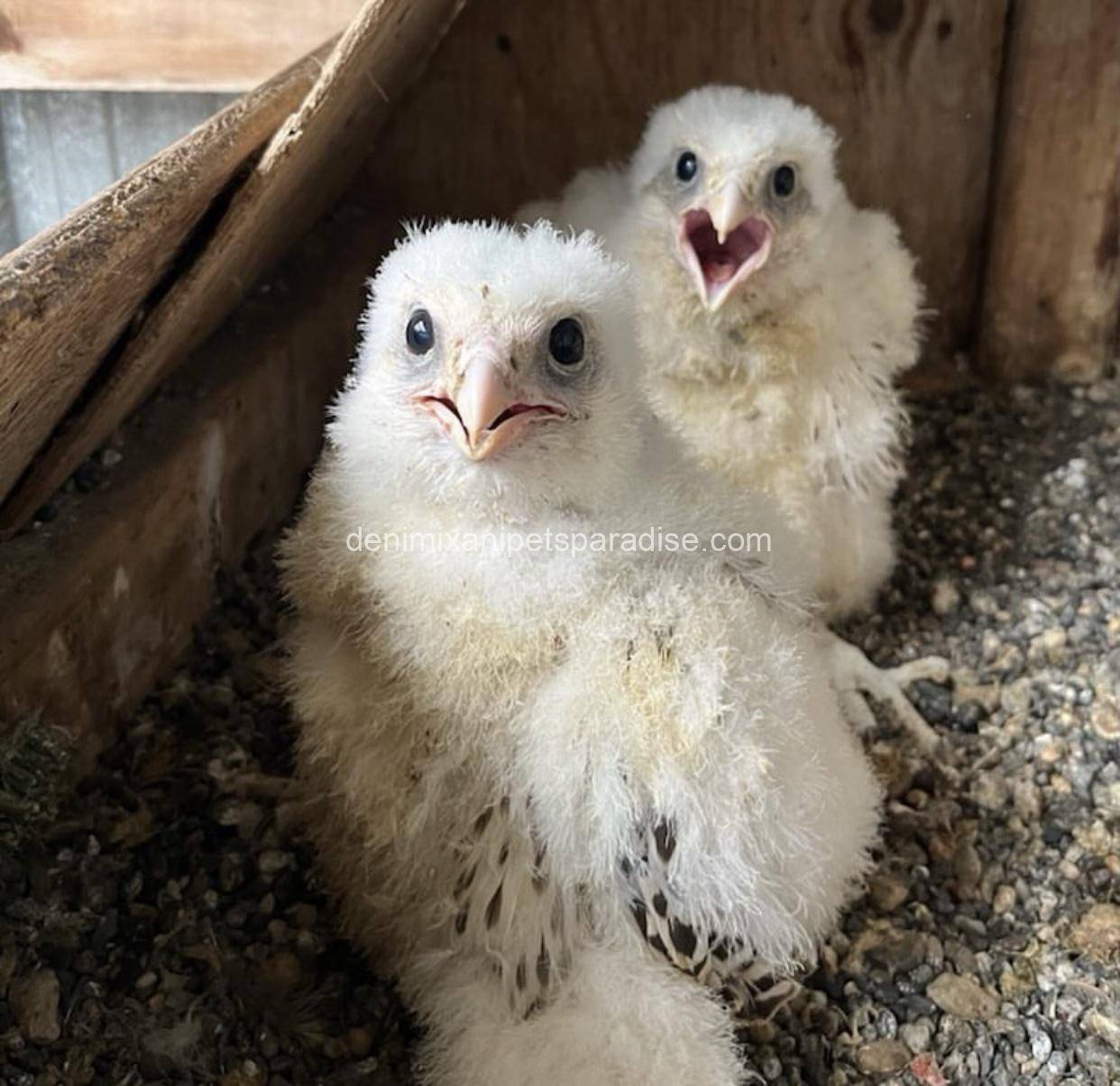 Gry Falcons babies 5 Gry Falcons babies - Image 5