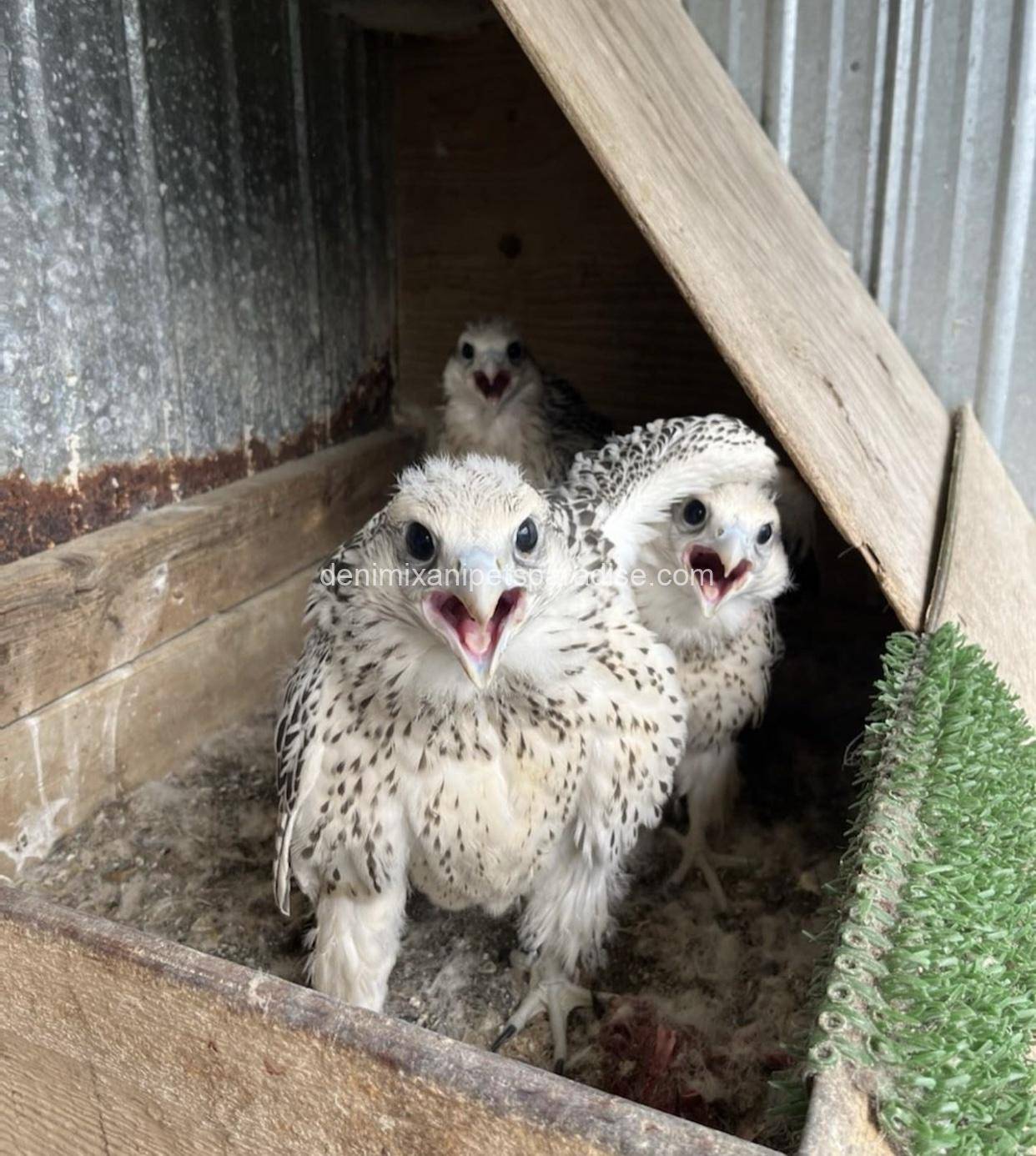 Gry Falcons babies 2 Gry Falcons babies - Image 2