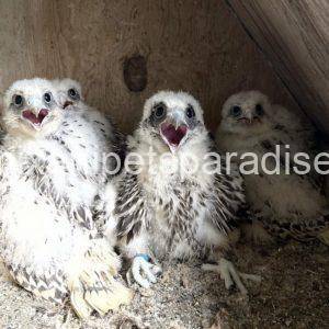 Gry Falcons babies