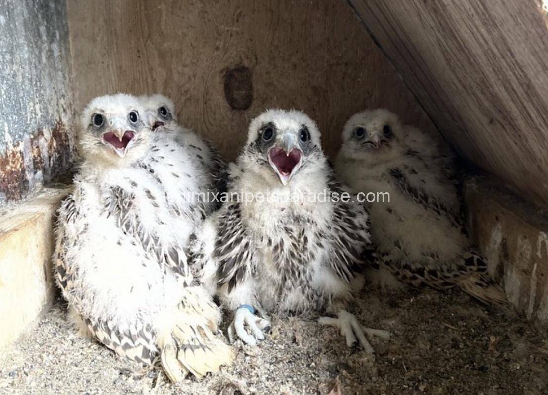 Gry Falcons babies 1 Gry Falcons babies
