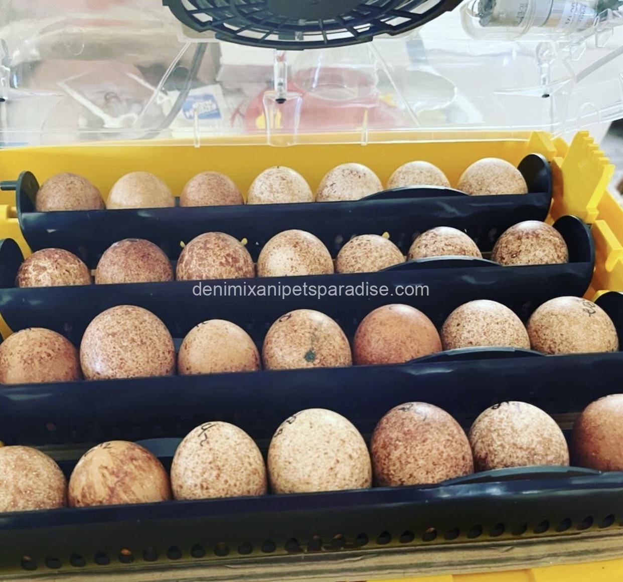 Fertile Falcon Eggs 3 Fertile Falcon Eggs - Image 3