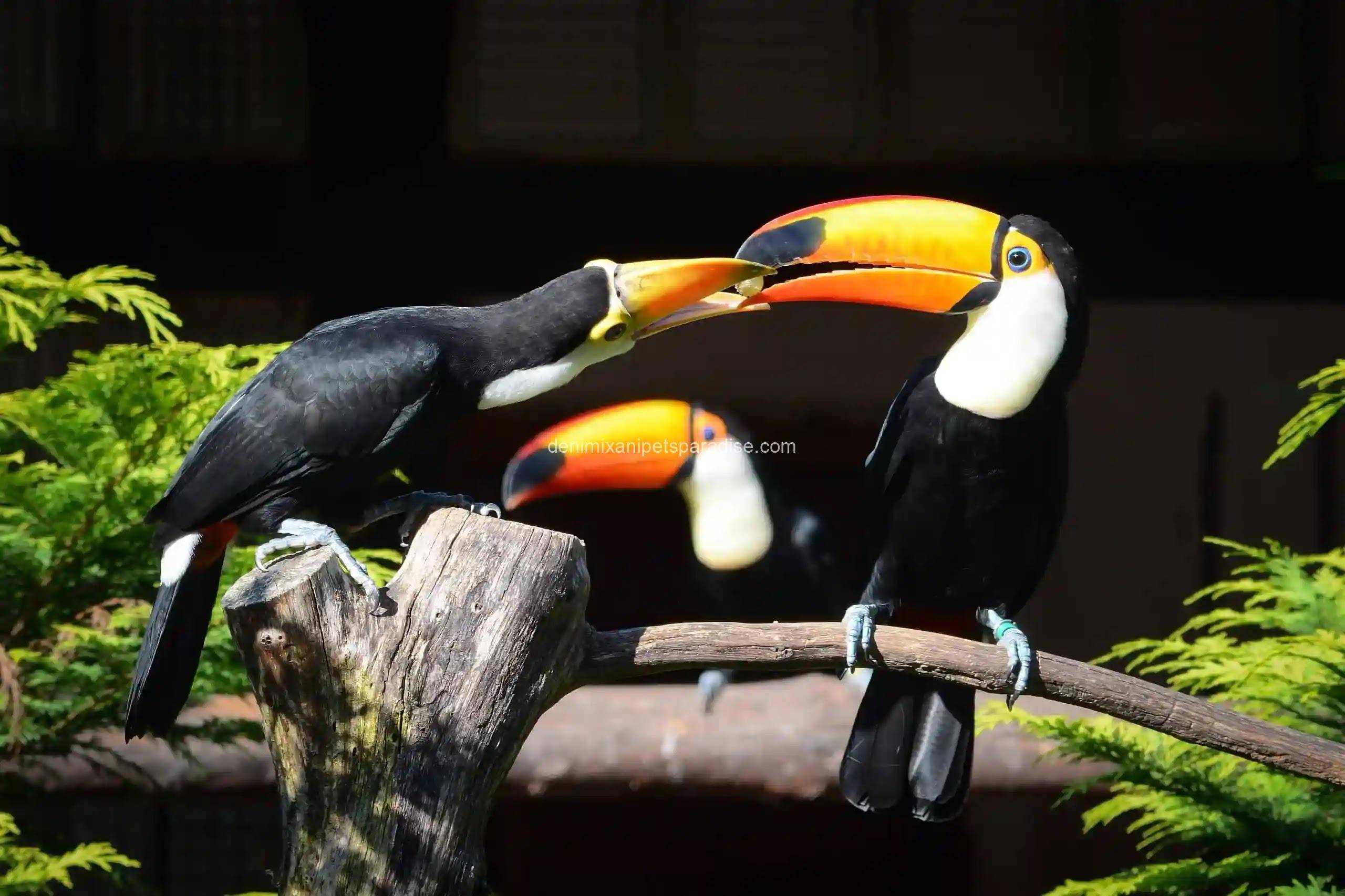 Fertile Toucan Eggs 3 Fertile Toucan Eggs - Image 3