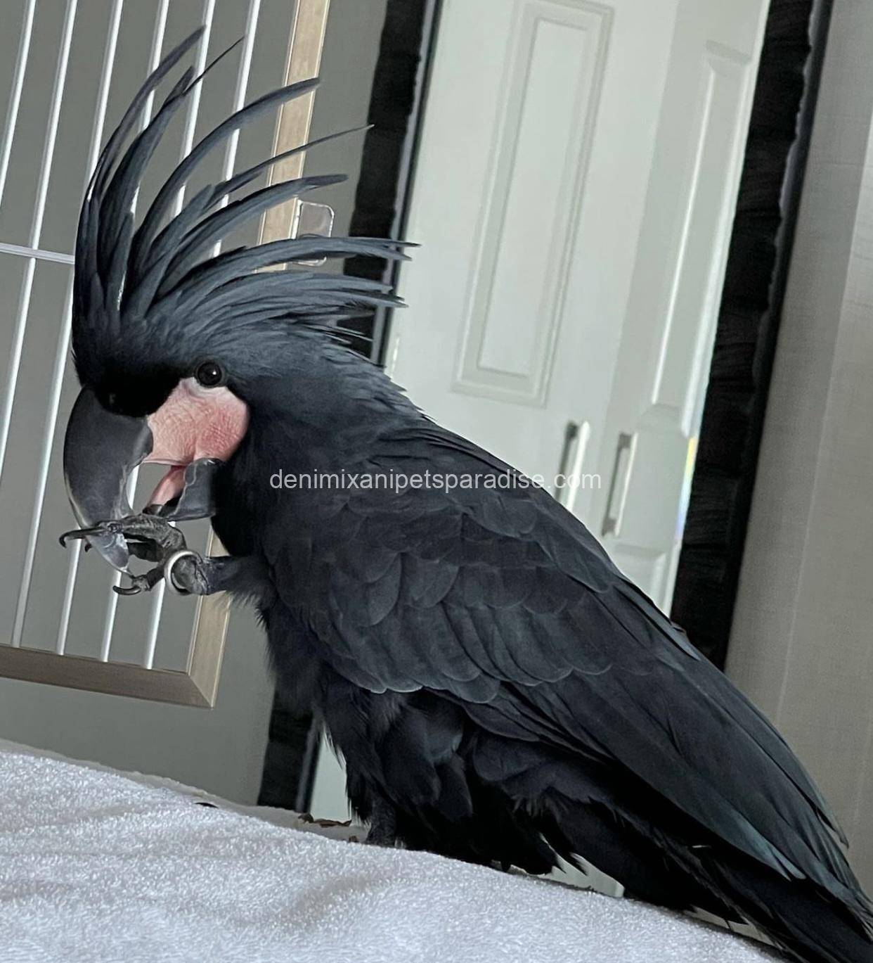 Black palm cockatoo 2 Black palm cockatoo - Image 2