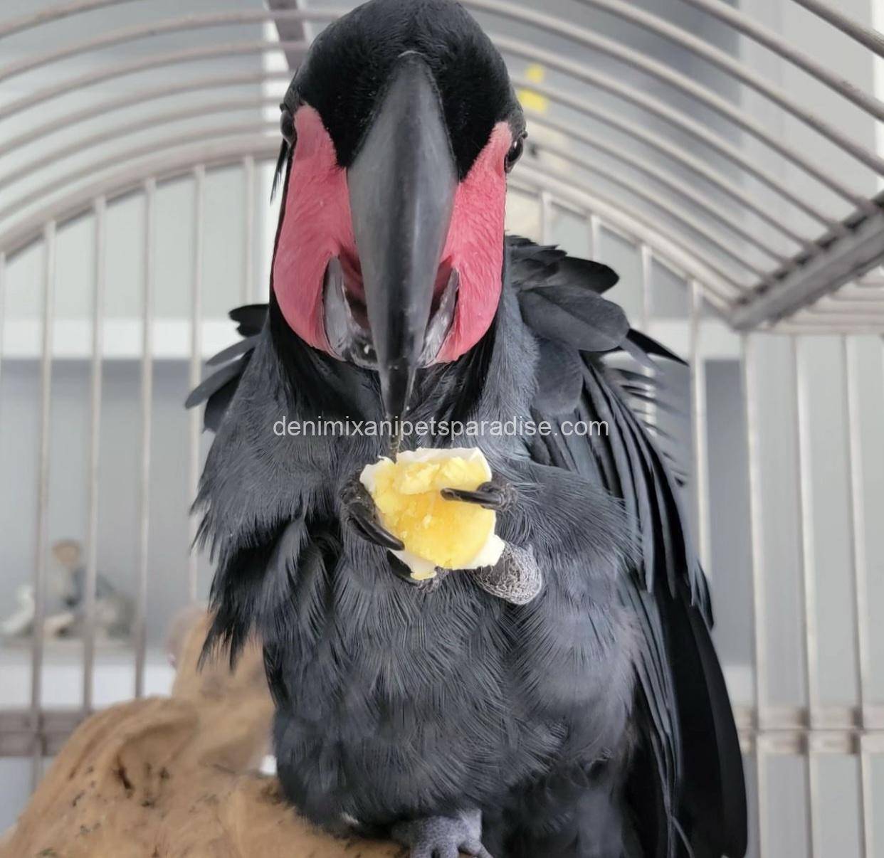 Black palm cockatoo 4 Black palm cockatoo - Image 4