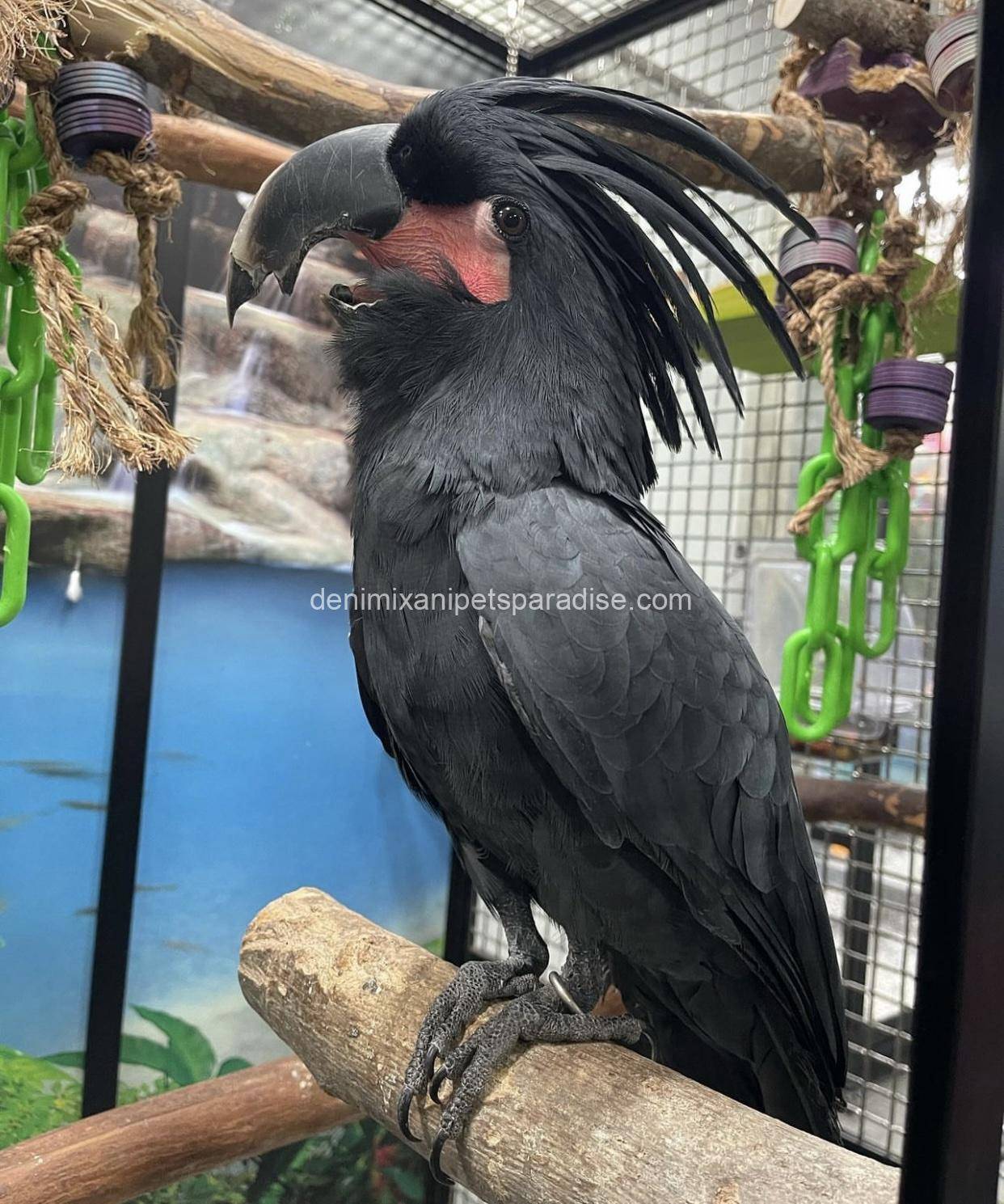 Black palm cockatoo 3 Black palm cockatoo - Image 3