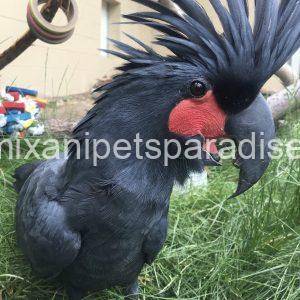 Black palm cockatoo