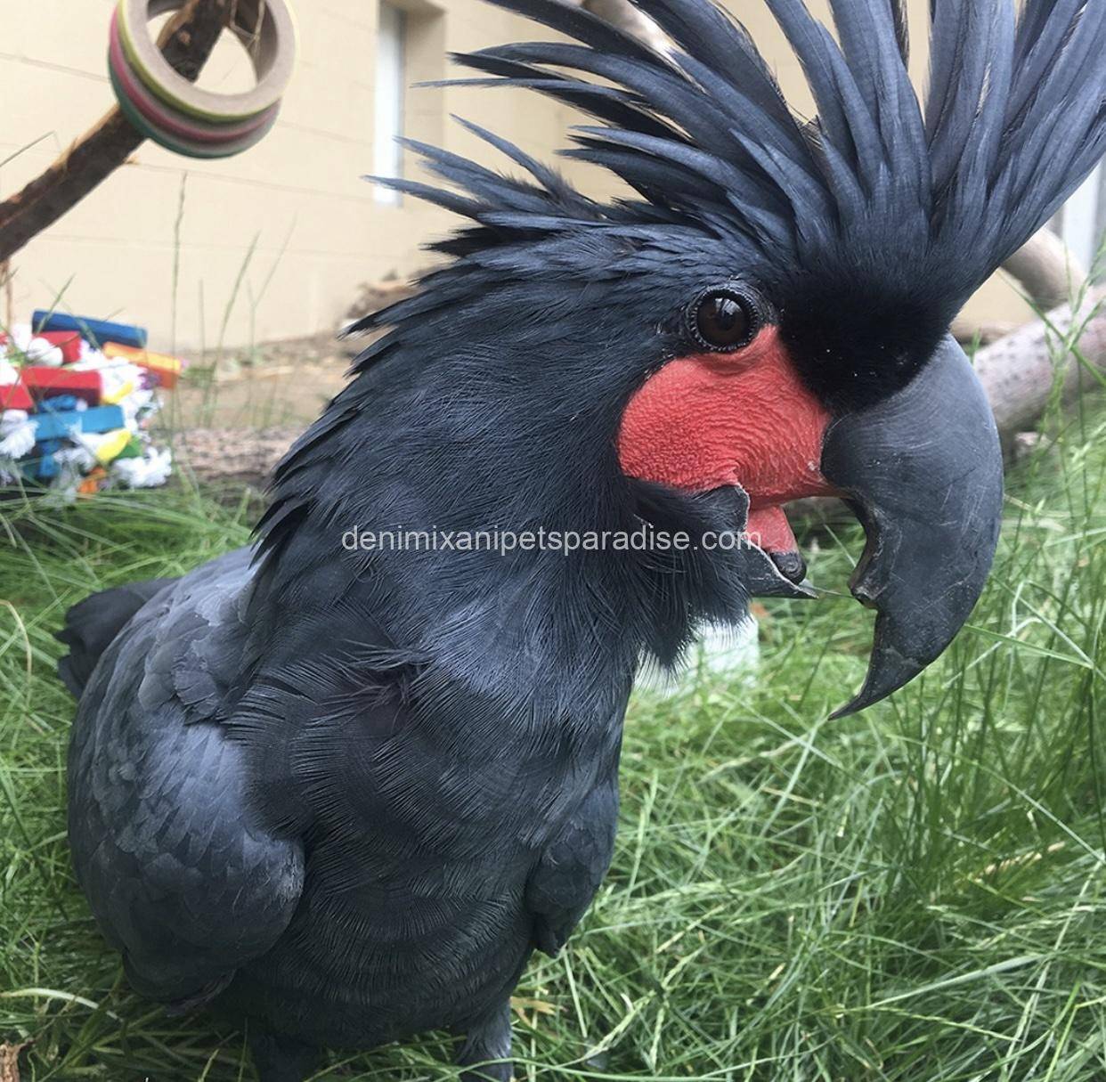 Black palm cockatoo 1 Black palm cockatoo