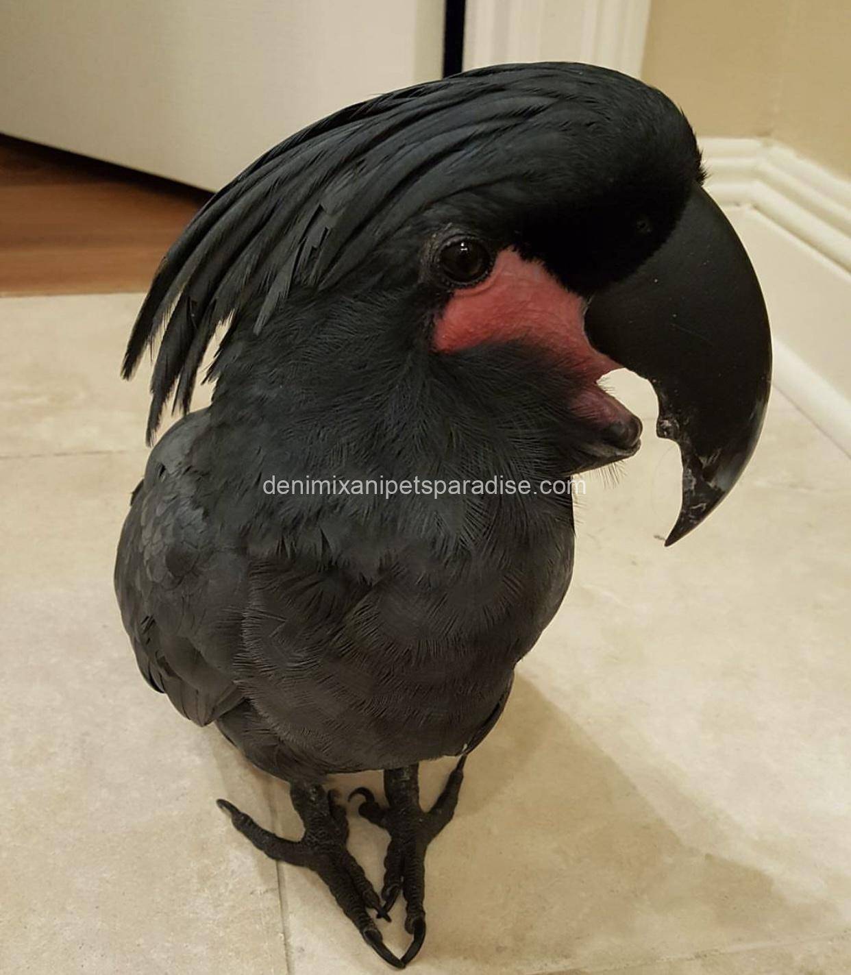 Black palm cockatoo 5 Black palm cockatoo - Image 5