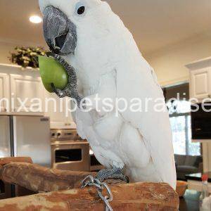Umbrella cockatoo