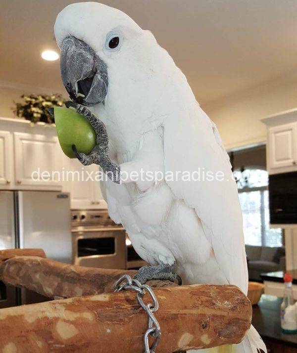 Umbrella cockatoo