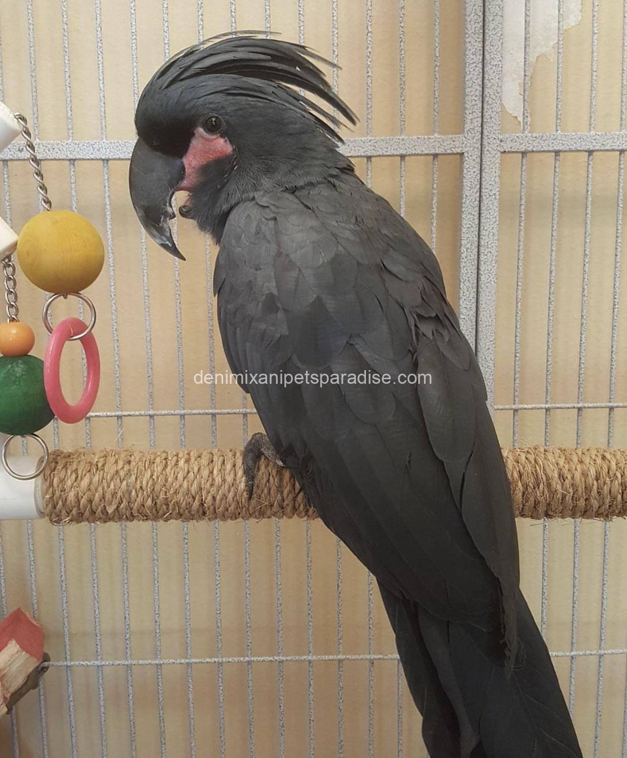 Black palm cockatoo 6 Black palm cockatoo - Image 6