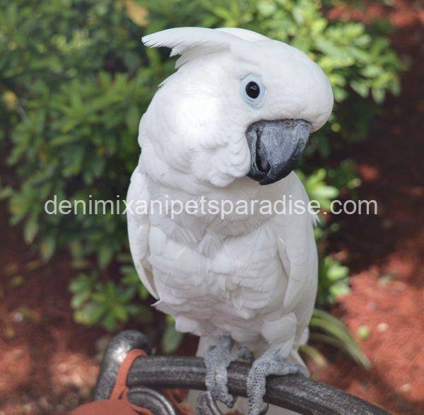 Umbrella cockatoo - Image 3