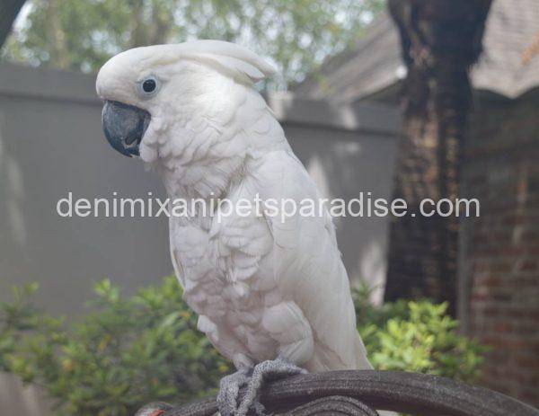 Umbrella cockatoo - Image 2