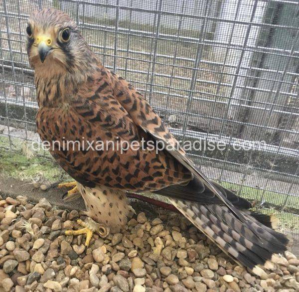 Eurasian Kestrel