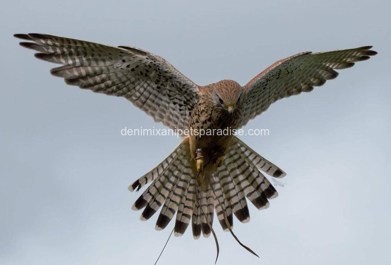 Eurasian Kestrel 3 Eurasian Kestrel - Image 3