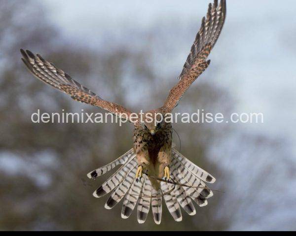 Eurasian Kestrel - Image 2