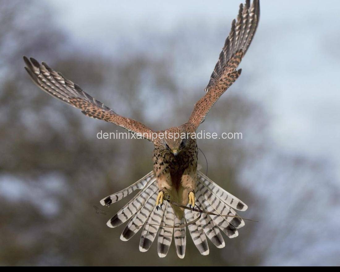 Eurasian Kestrel 2 Eurasian Kestrel - Image 2