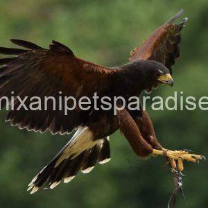 Harris Hawk