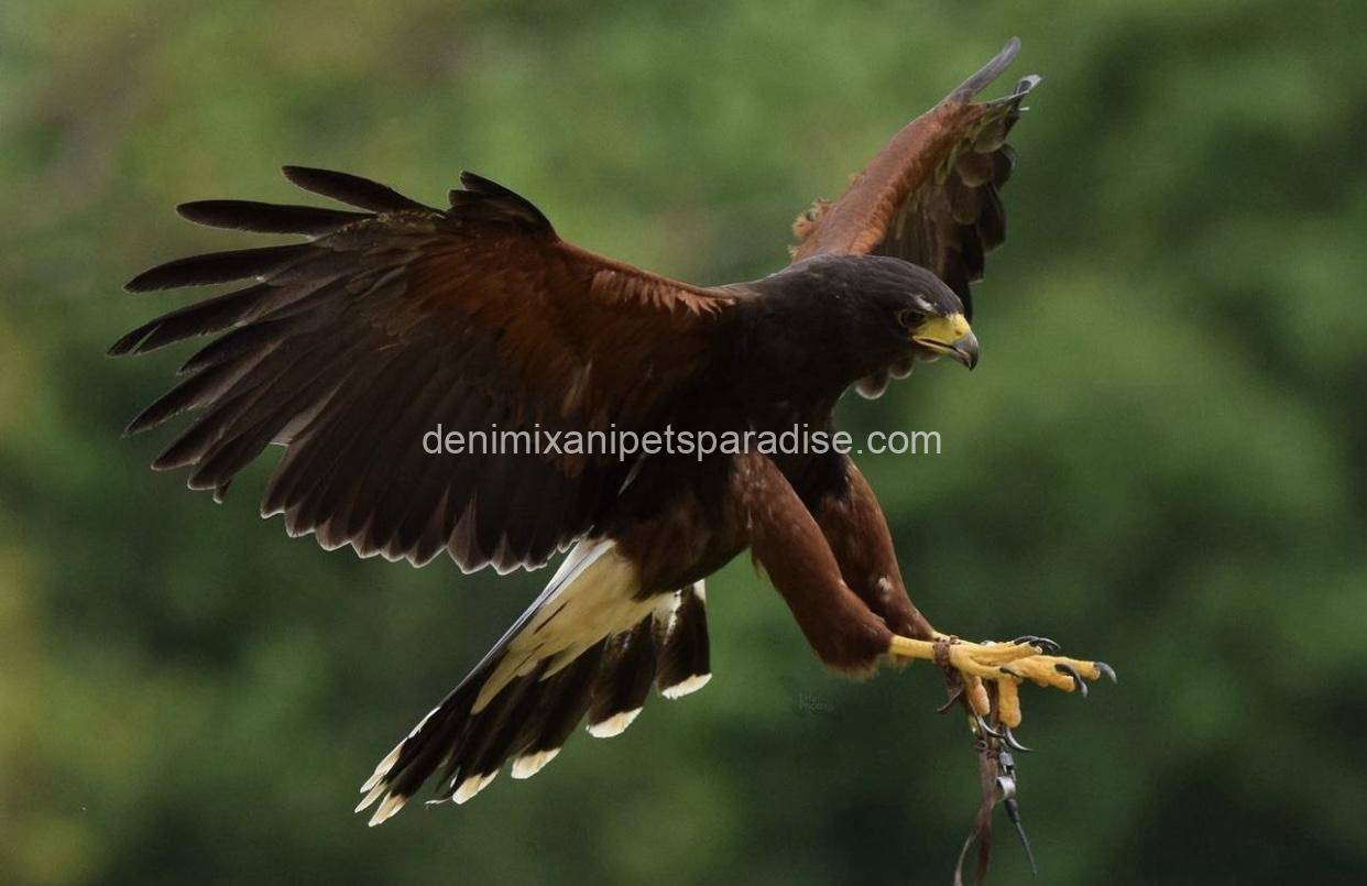 Harris Hawk 1 Harris Hawk