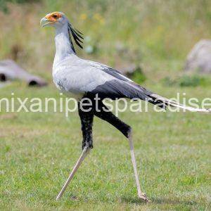Secretary Bird