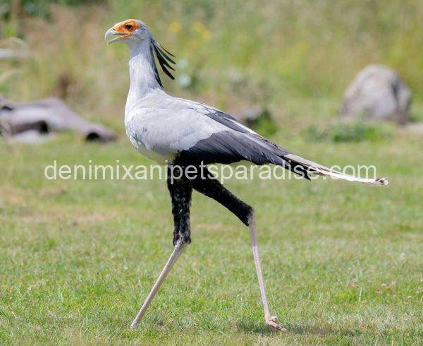 Secretary Bird