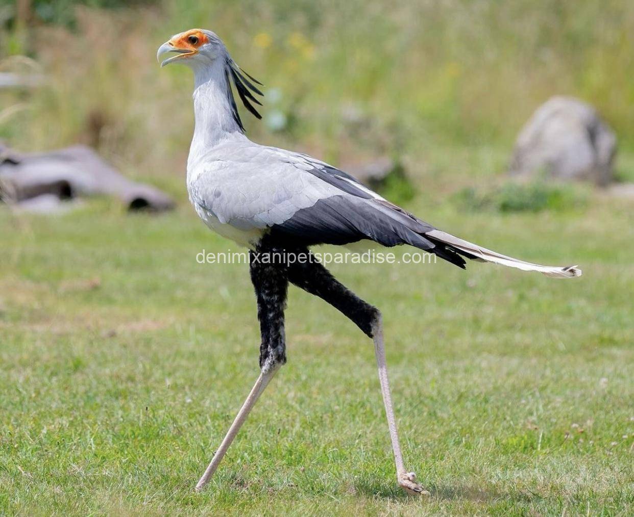 Secretary Bird 1 Secretary Bird