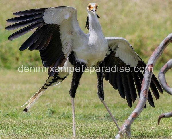 Secretary Bird - Image 2