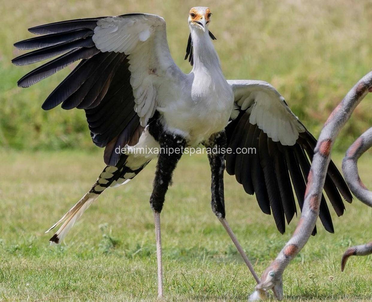 Secretary Bird 2 Secretary Bird - Image 2