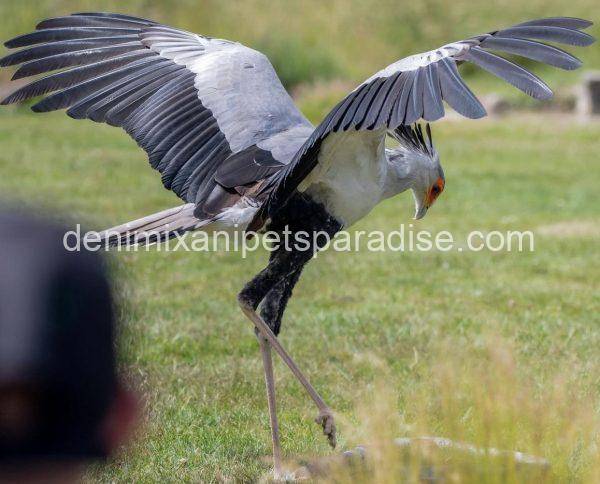 Secretary Bird - Image 3