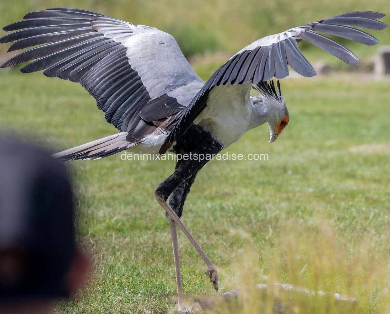 Secretary Bird 3 Secretary Bird - Image 3