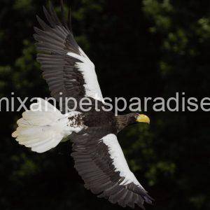 Steller’s Sea Eagles