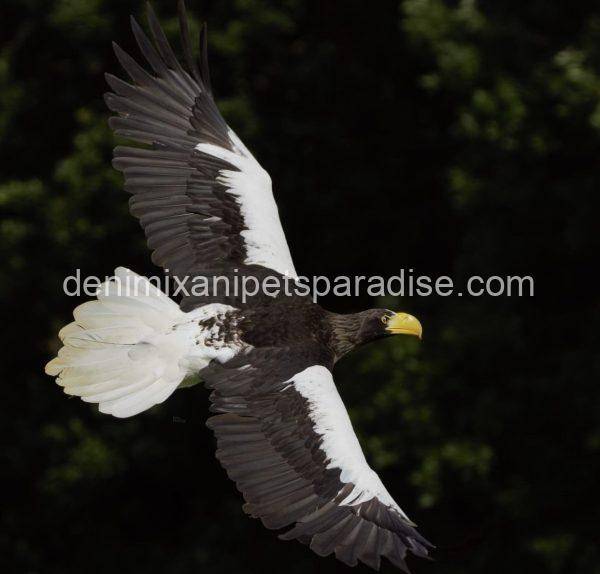 Steller’s Sea Eagles