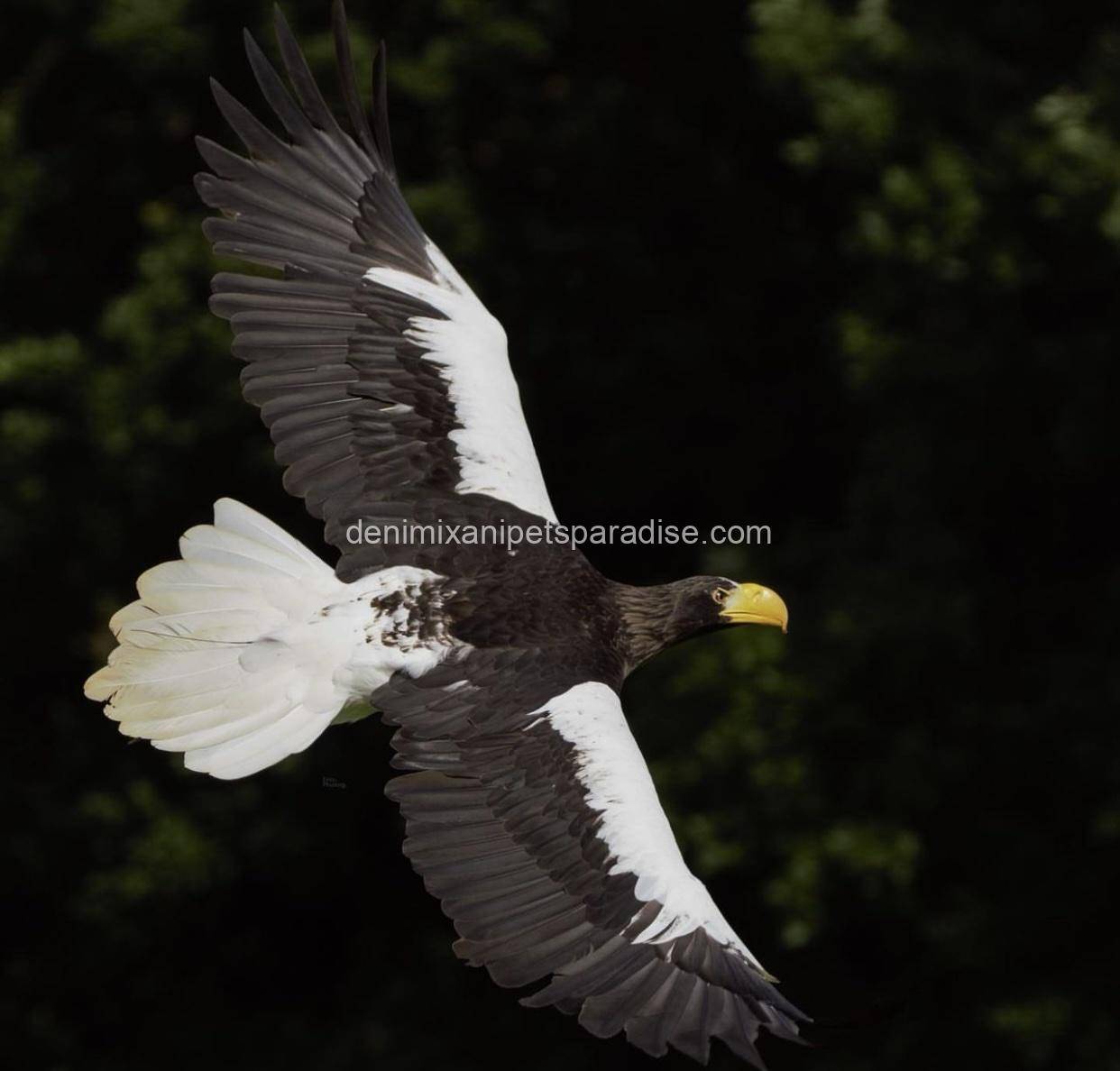 Steller’s Sea Eagles 1 Steller’s Sea Eagles