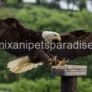 Denimix Anipets Paradise 99 Bald Eagle