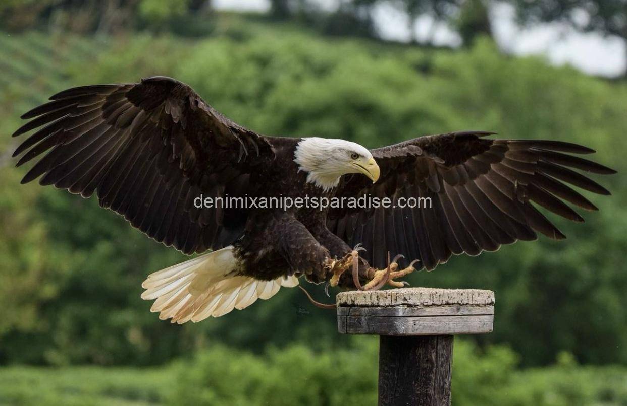 Bald Eagle 1 Bald Eagle