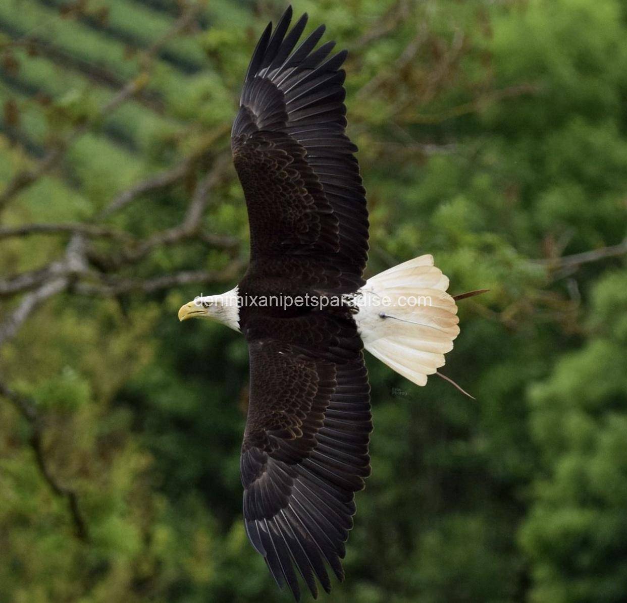 Bald Eagle 2 Bald Eagle - Image 2