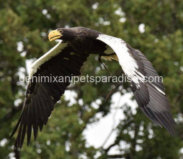 Steller’s Sea Eagles - Image 2