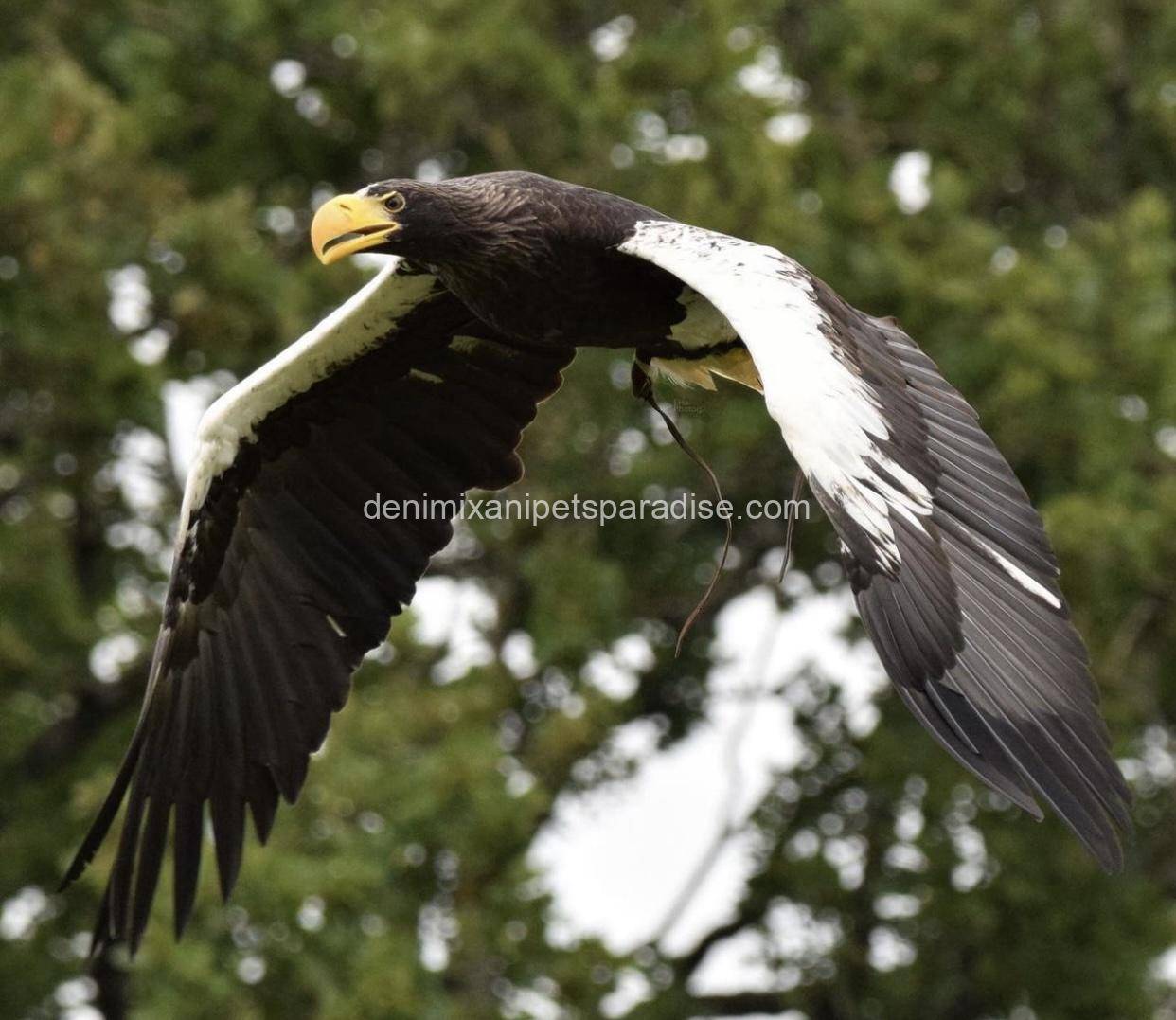 Steller’s Sea Eagles 2 Steller’s Sea Eagles - Image 2