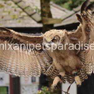 Eurasian Eagle Owl
