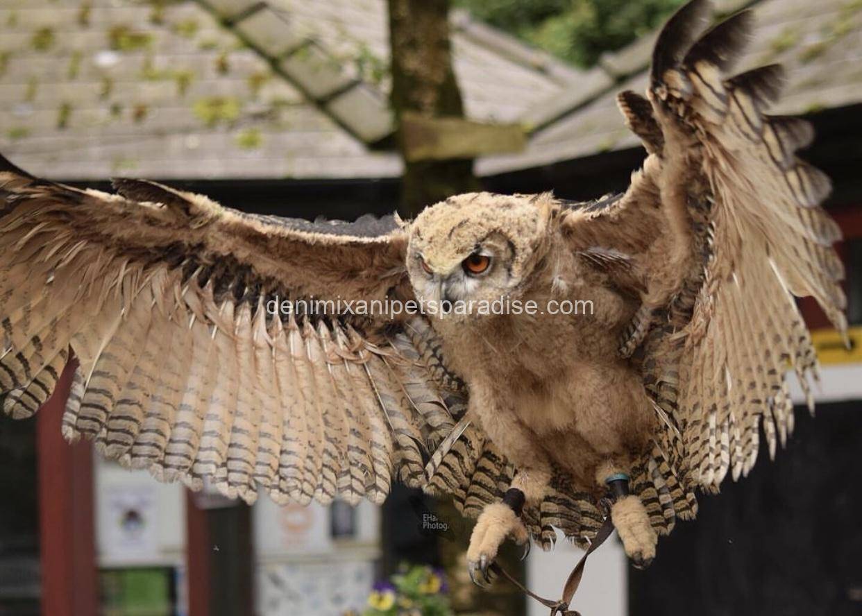 Eurasian Eagle Owl 1 Eurasian Eagle Owl