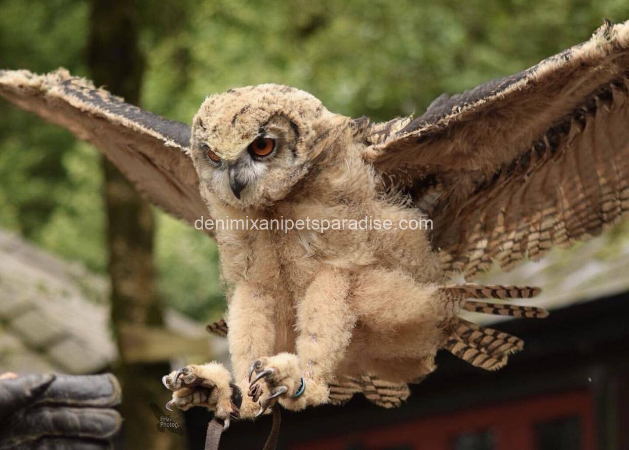 Eurasian Eagle Owl 2 Eurasian Eagle Owl - Image 2