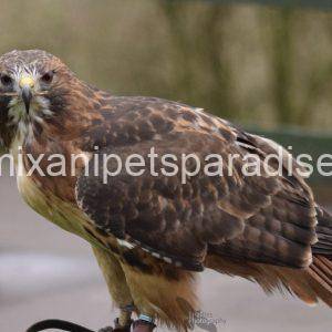 Red Tailed Hawk