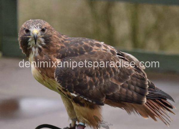 Red Tailed Hawk